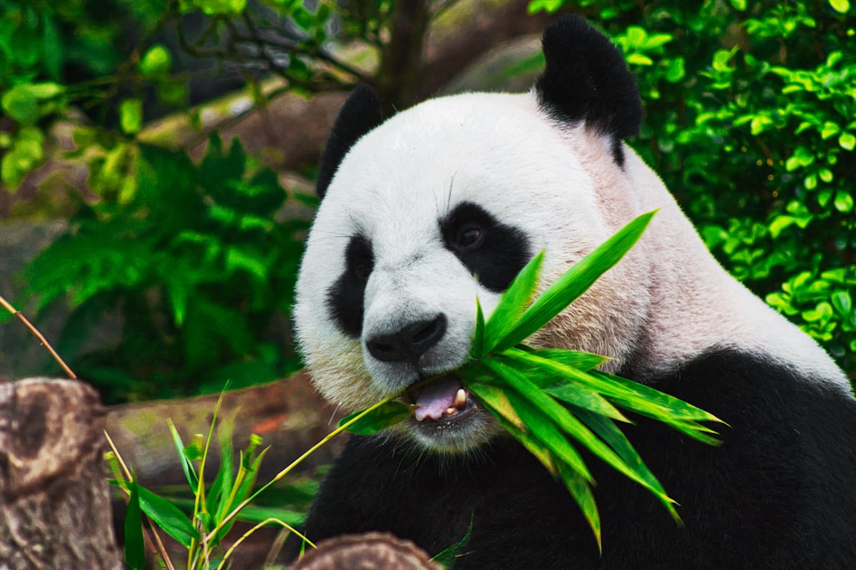 Giant panda munching bamboo leaves at a Chengdu panda base