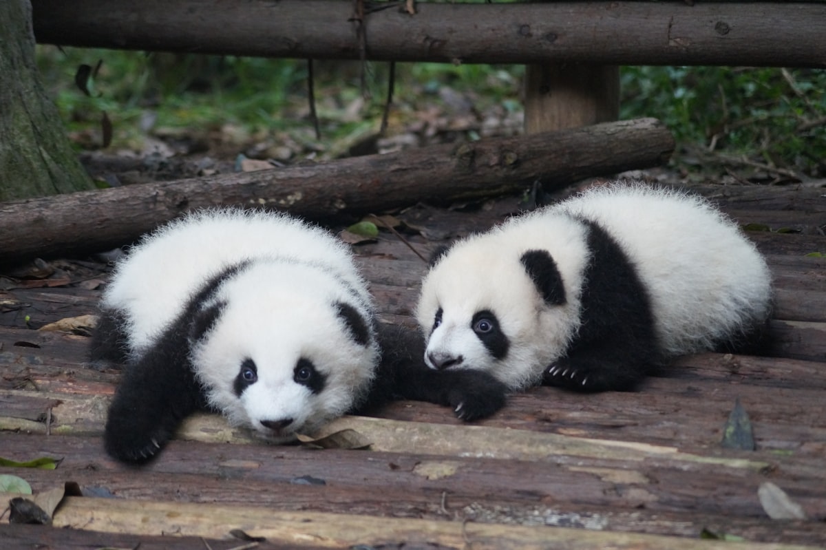 Two giant panda cubs resting on a wooden platform in Chengdu