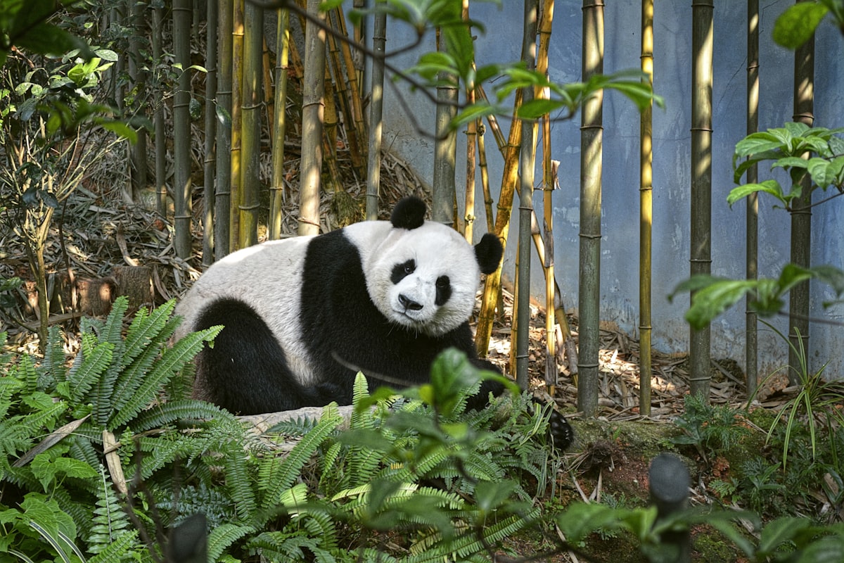 Giant panda wandering through a sunlit bamboo grove in Chengdu