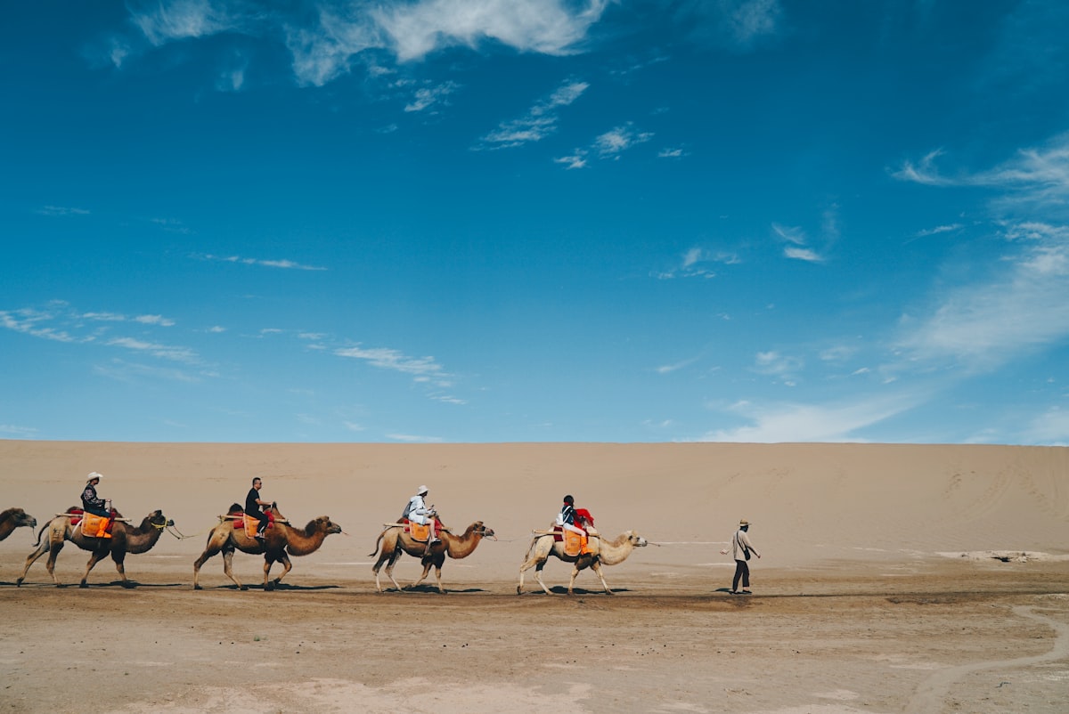 Guide leading tourists on camels across the desert at Mingsha Mountain, Dunhuang
