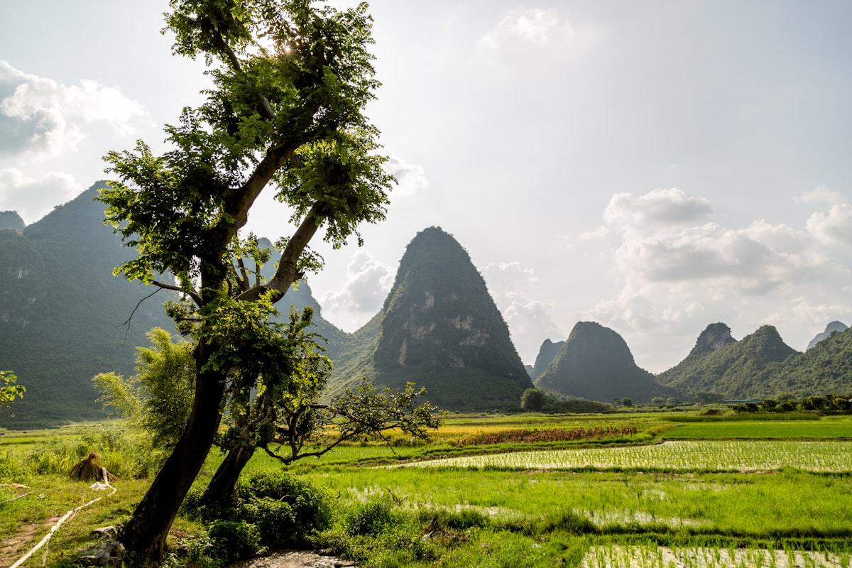 Rice paddies and karst hills in the Yangshuo countryside near Guilin