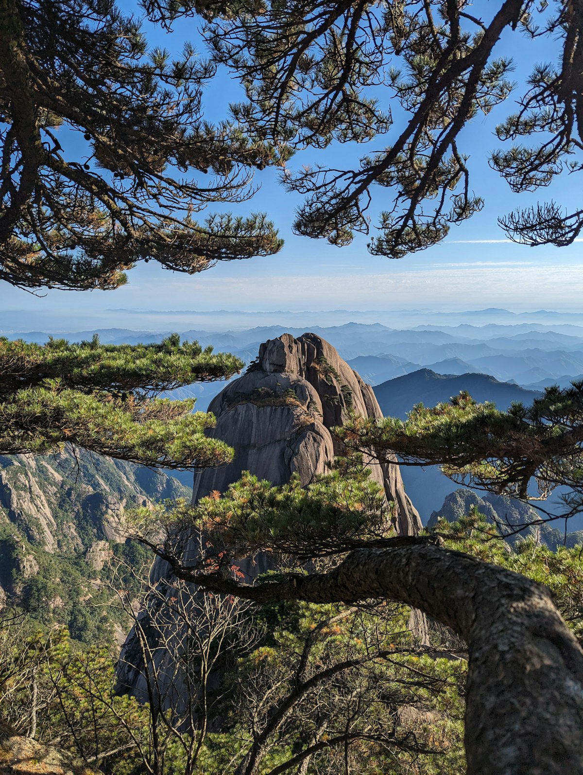 A gnarled pine frames a vista of Huangshan's granite peaks