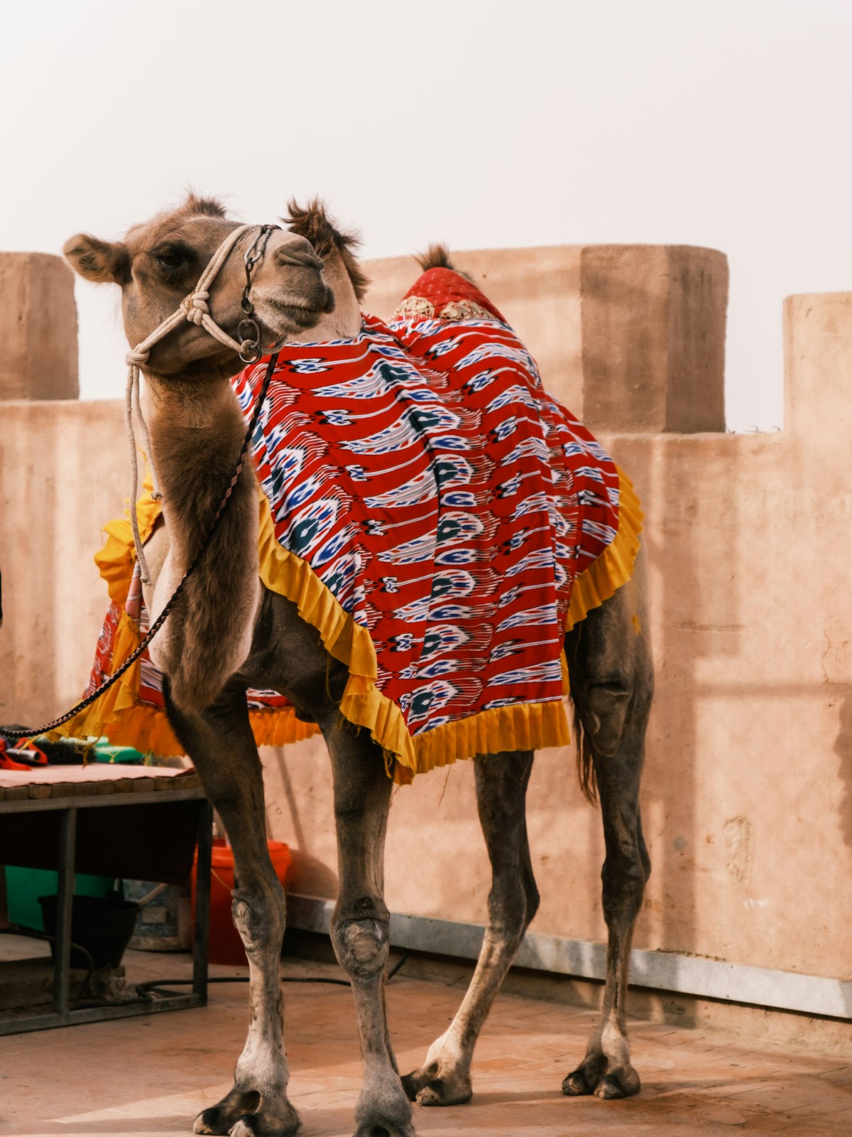 Camel in a bright patterned saddle blanket beside mud-brick walls in Kashgar