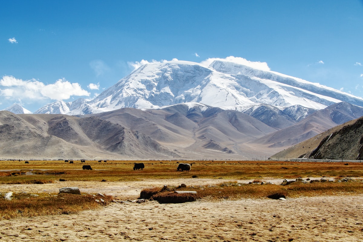 Yaks grazing on the Pamir plateau below snow-capped Muztagh Ata, Kashgar region