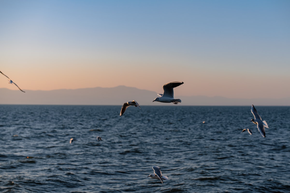 Black-headed gulls flying over Dianchi Lake at dusk, Kunming
