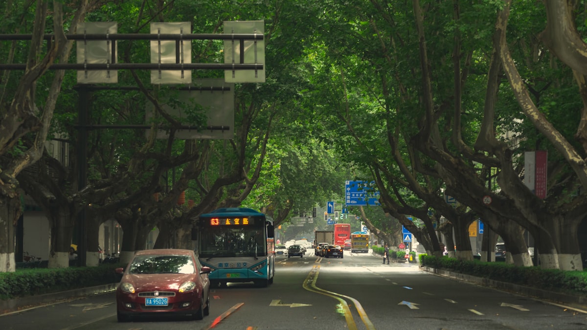 Plane trees form a green tunnel over Zhongshan South Road in Nanjing