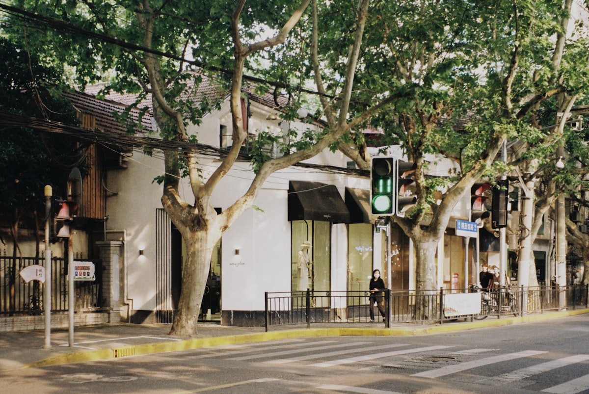 Plane trees shading a street corner in Shanghai's former French Concession