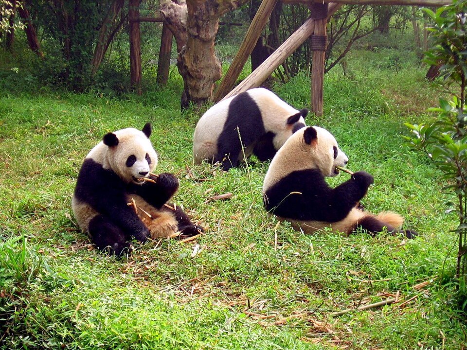 Giant pandas lounging on the grass at the Chengdu breeding base