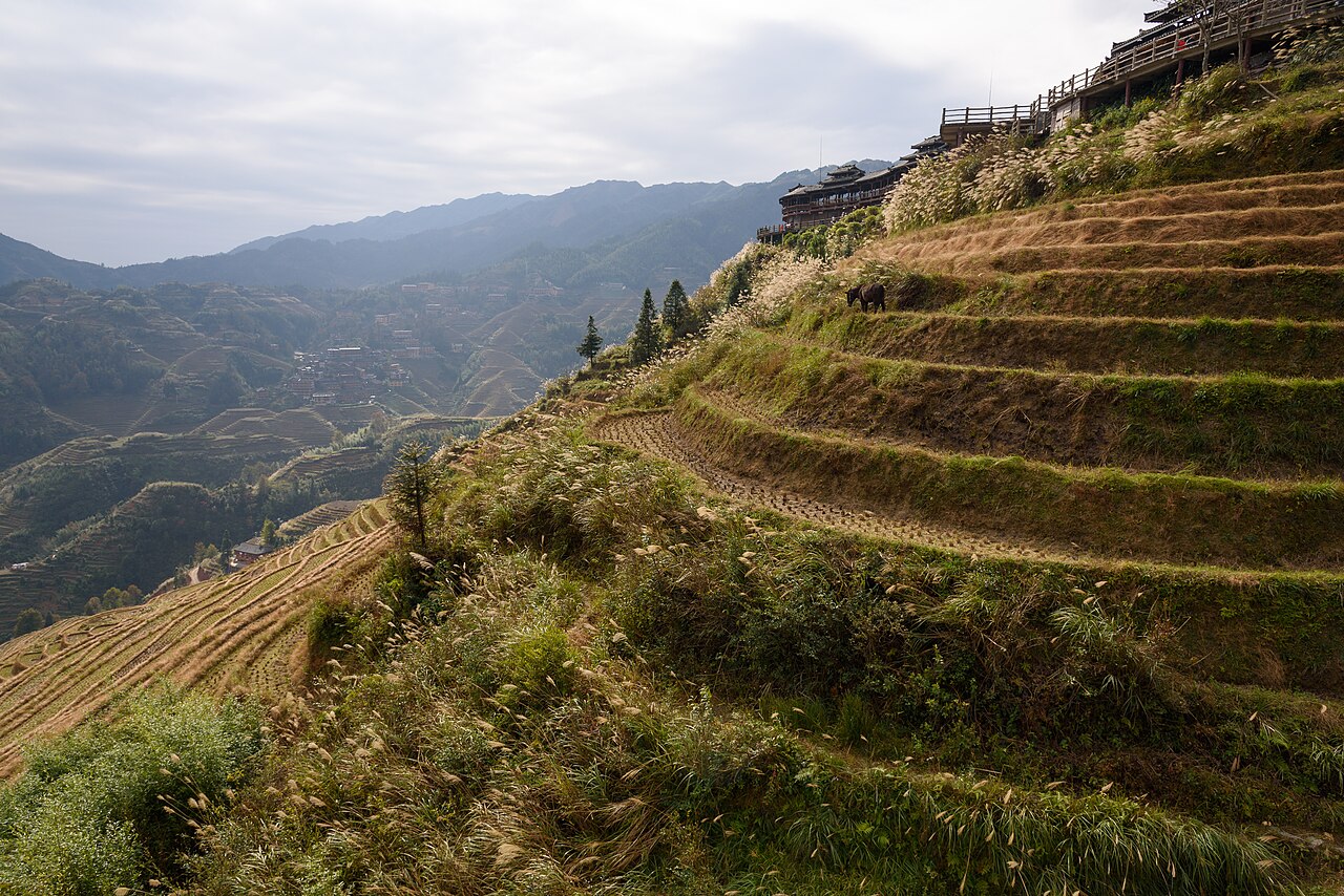 Terraced rice fields curving around the hillsides at Longji, near Guilin