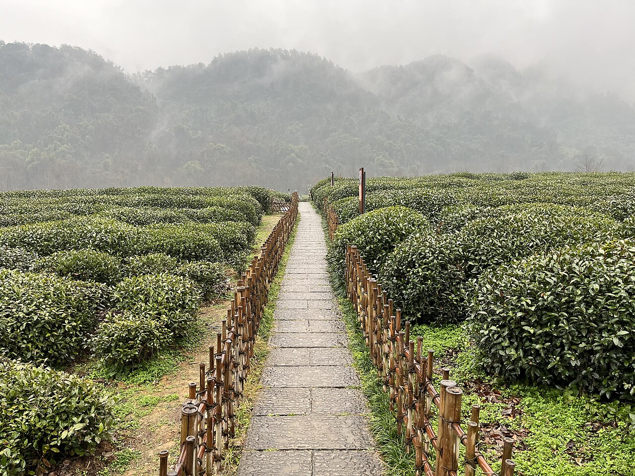 A path running between clipped tea bushes in the Longjing hills
