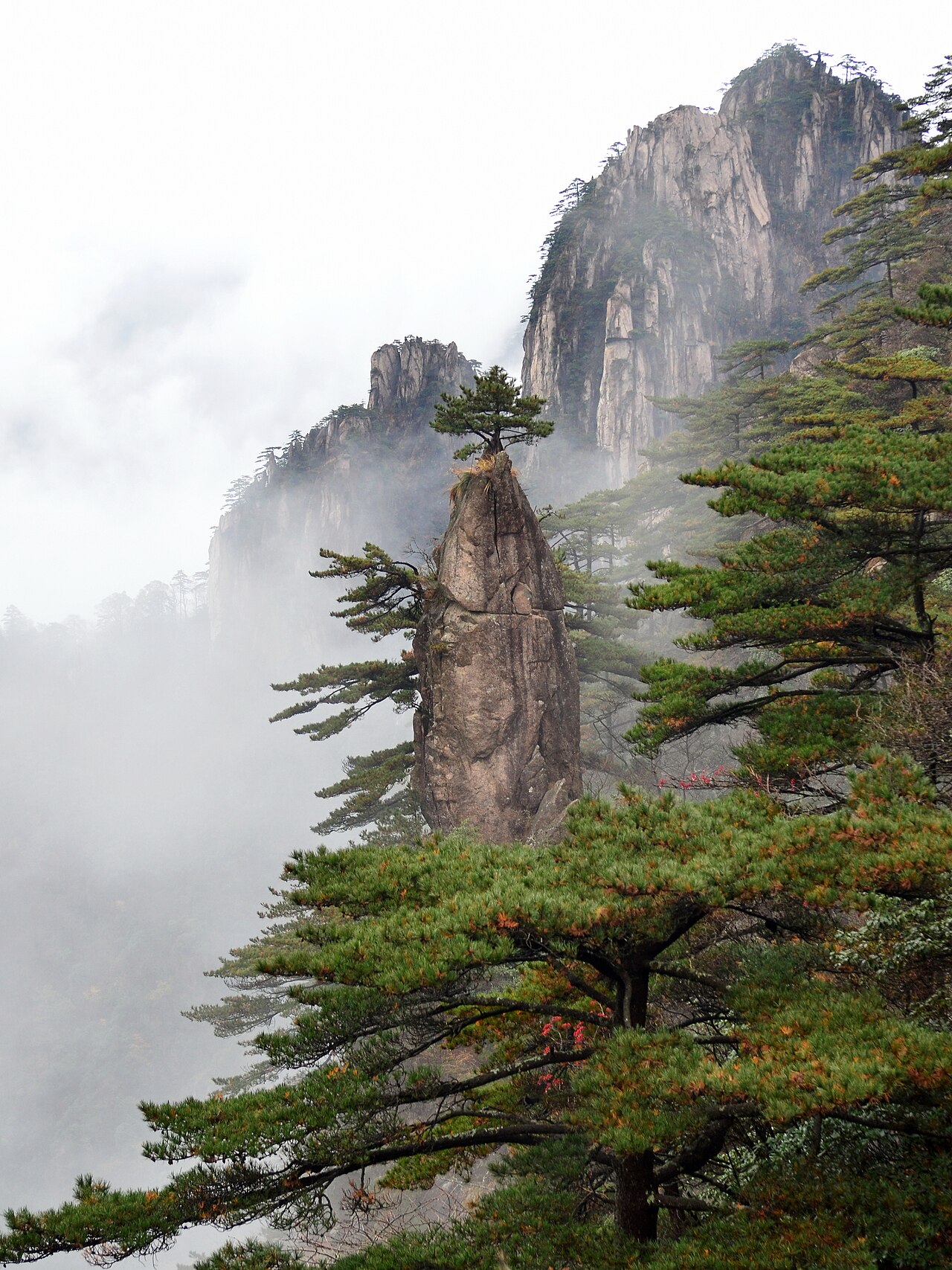 A lone pine clinging to a mist-wrapped Huangshan cliff