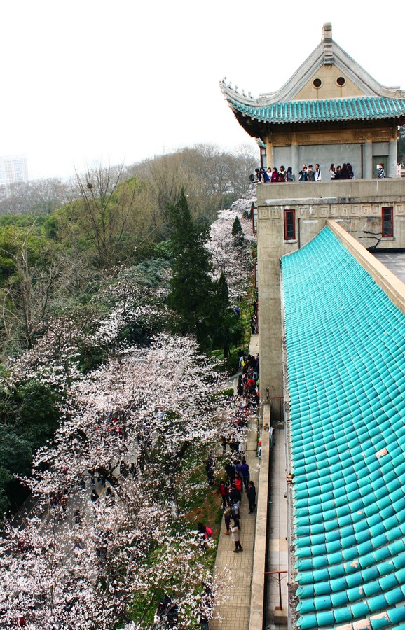 Cherry trees in full bloom arch over a path through Wuhan University's campus during blossom season