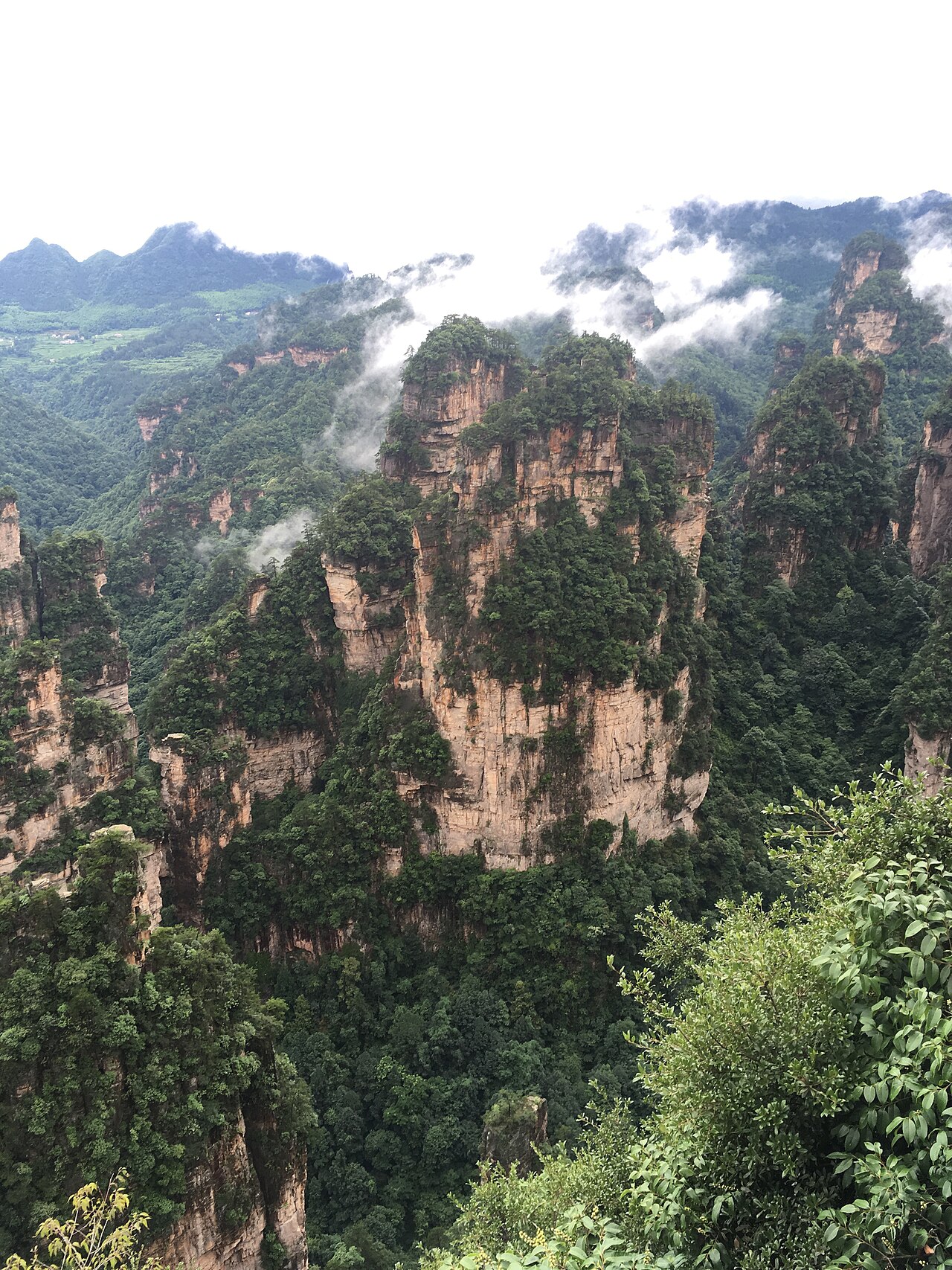 Sheer sandstone towers wrapped in subtropical forest, photographed from the clifftop path just above the Bailong Elevator's upper station.