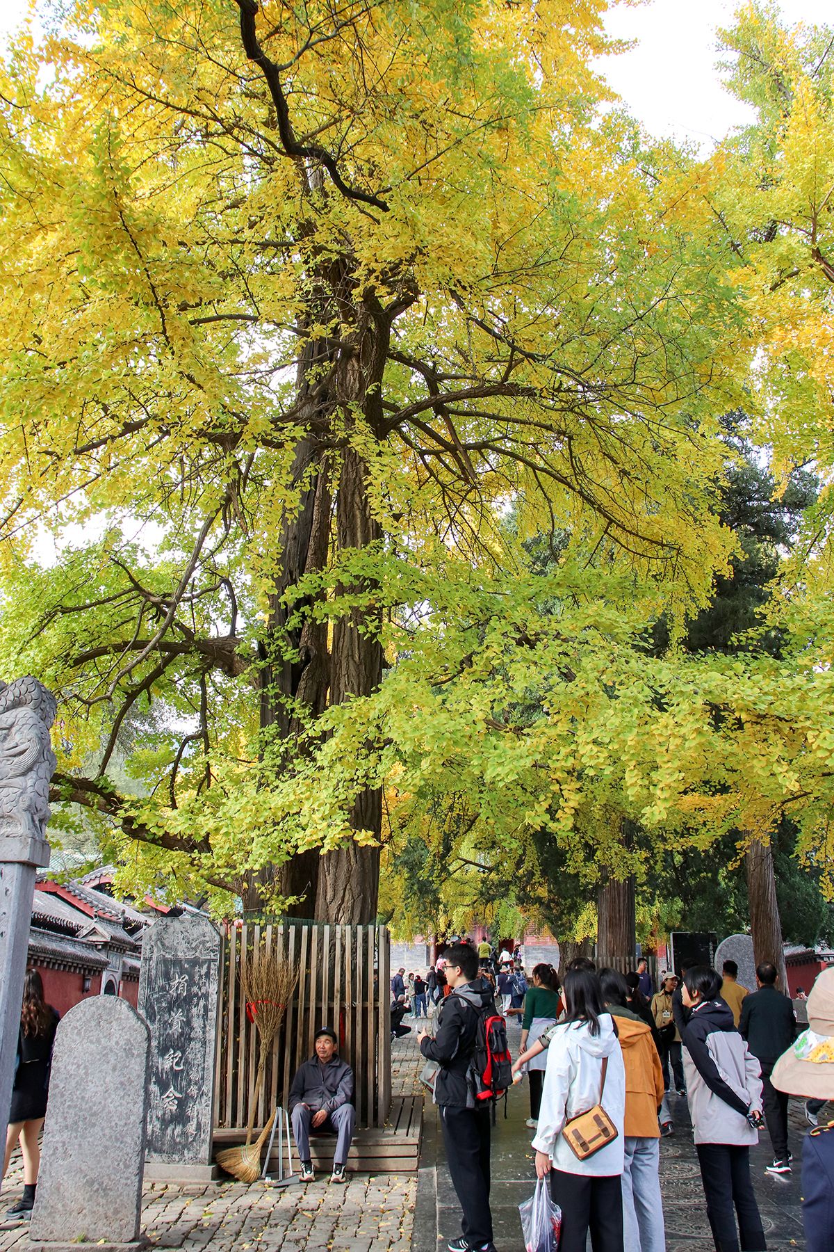 Visitors gathered under the ancient ginkgo tree in the Shaolin Temple courtyard, its trunk held by wooden supports.