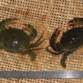 Two live hairy crabs tied on a woven mat