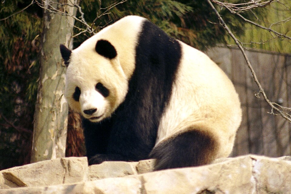 A giant panda resting in a tree at the Chengdu base