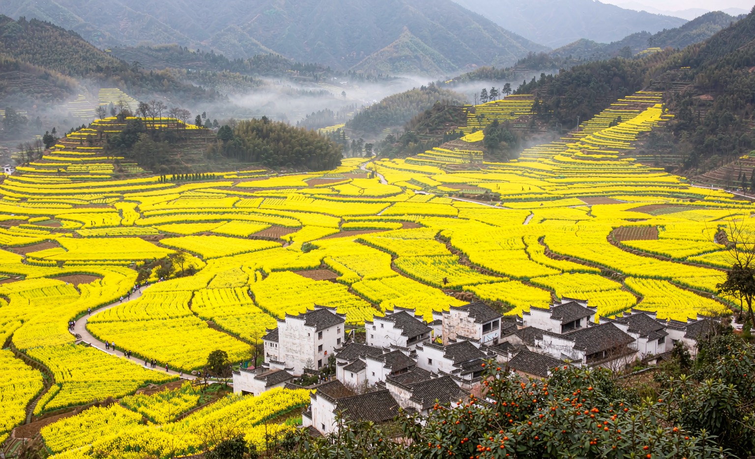 Rapeseed terraces and Huizhou villages in Wuyuan, Jiangxi, in March