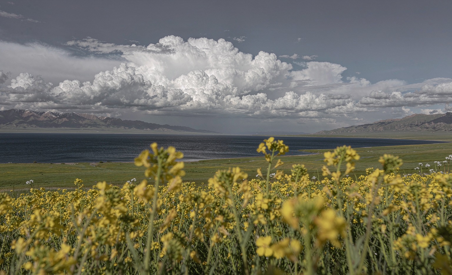 Qinghai Lake in July, rapeseed fields meeting the water
