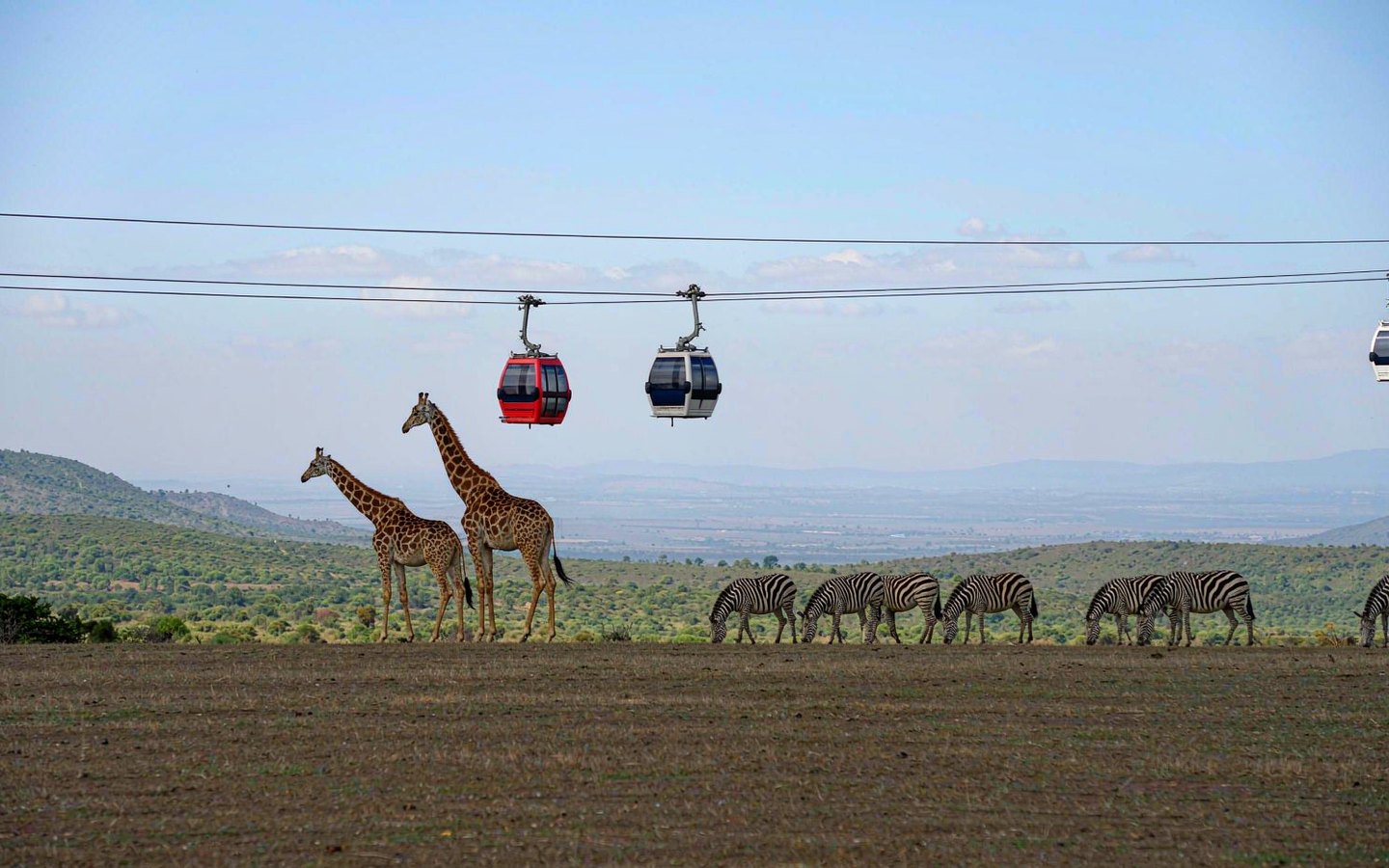 Giraffes under an aerial cable car crossing open savanna