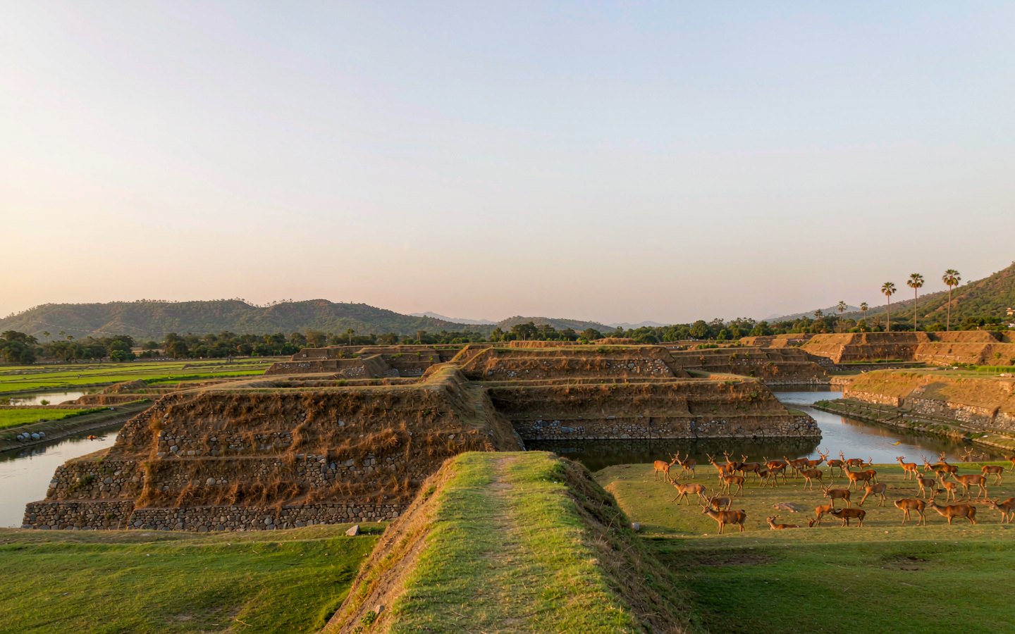Grassy ancient-city terraces with grazing deer and rice fields