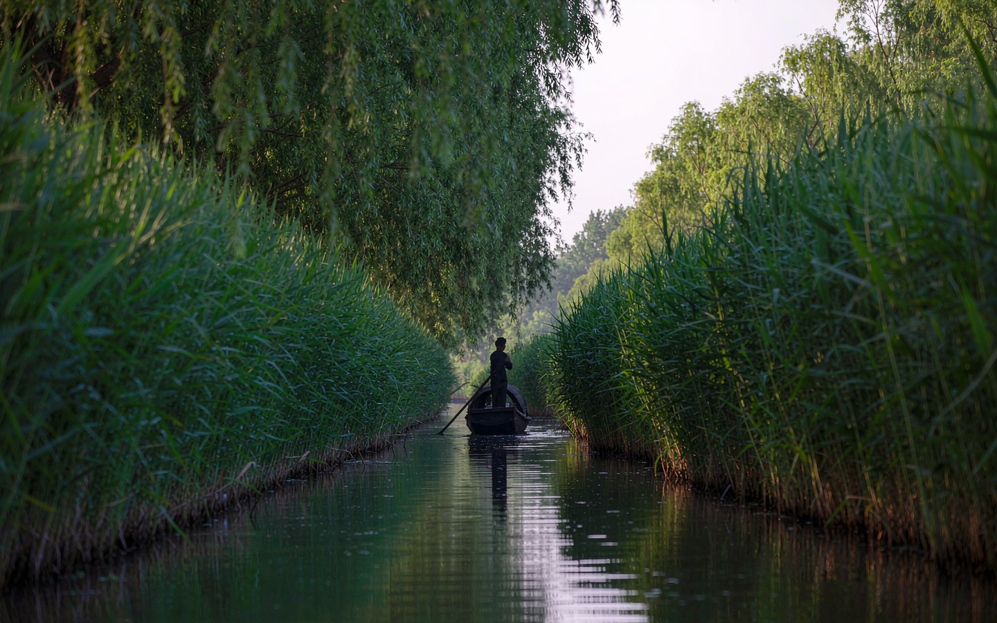 Hand-rowed boat sliding through reed channels in a green wetland