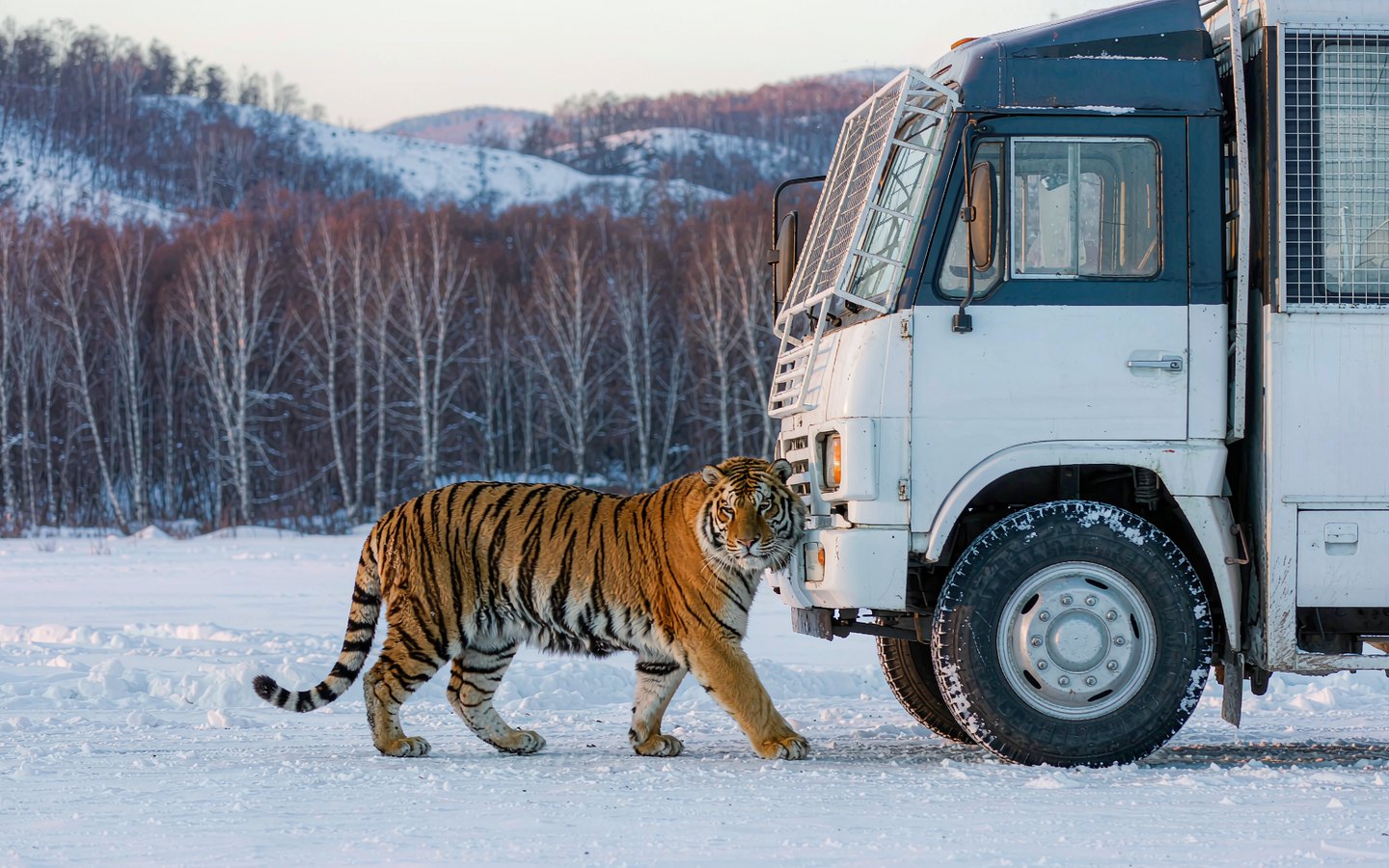 Siberian tiger beside a caged safari bus window in the snow