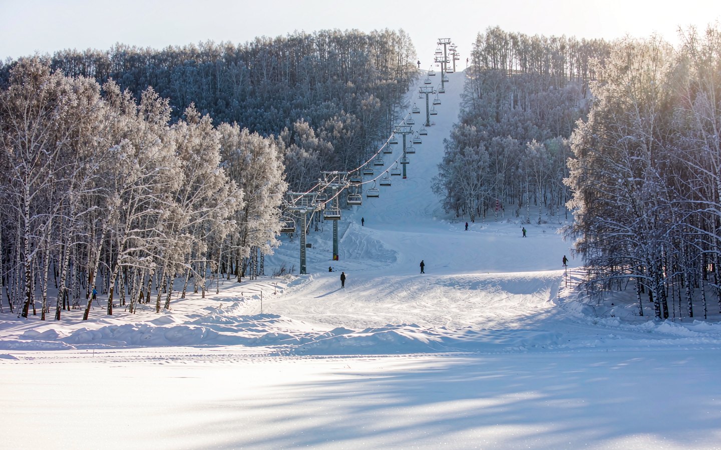 Groomed ski runs dropping through snow-laden birch forest