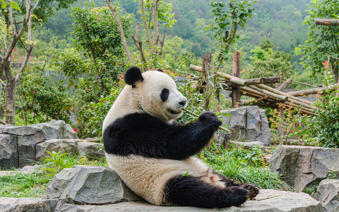 Giant panda cub chewing bamboo on a rock in a leafy enclosure
