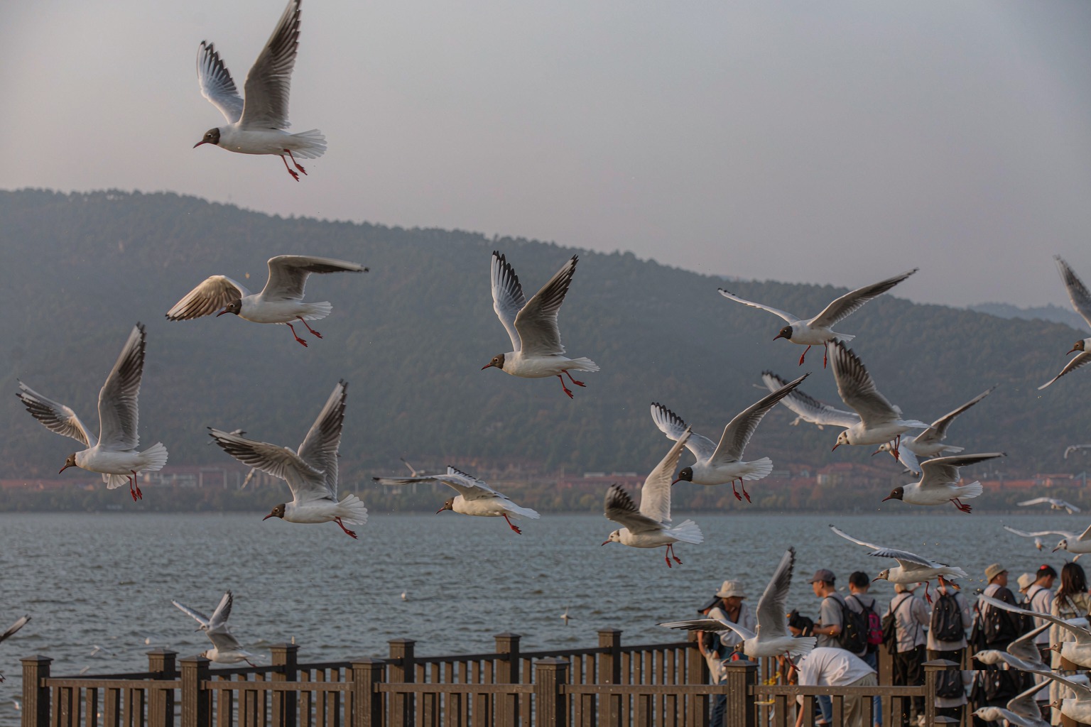 Black-headed gulls wheeling over open water at Haigeng dam on Dianchi Lake, Kunming