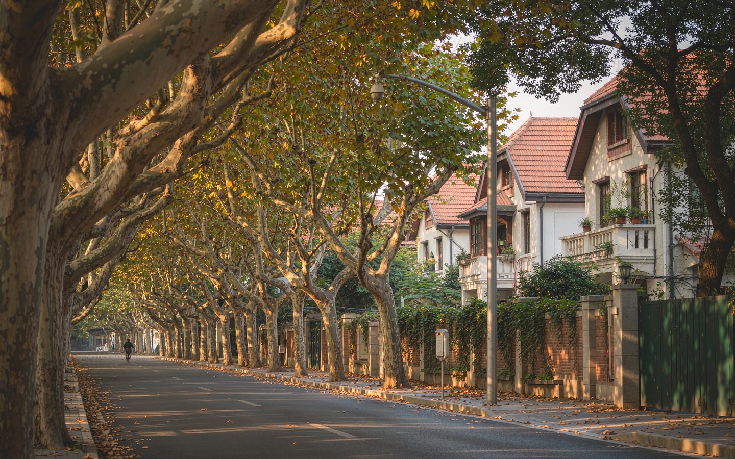 Plane-tree avenue with 1920s garden villas behind low walls