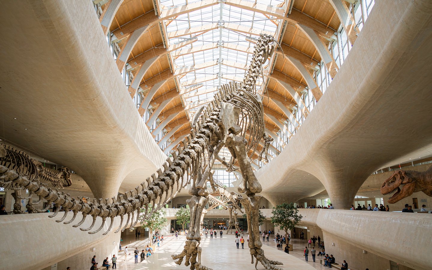 Huge dinosaur skeleton in a bright new museum hall