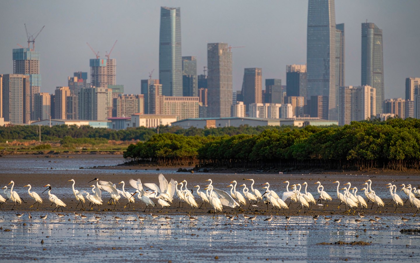 Wading birds on mudflats with a glass skyline across the bay