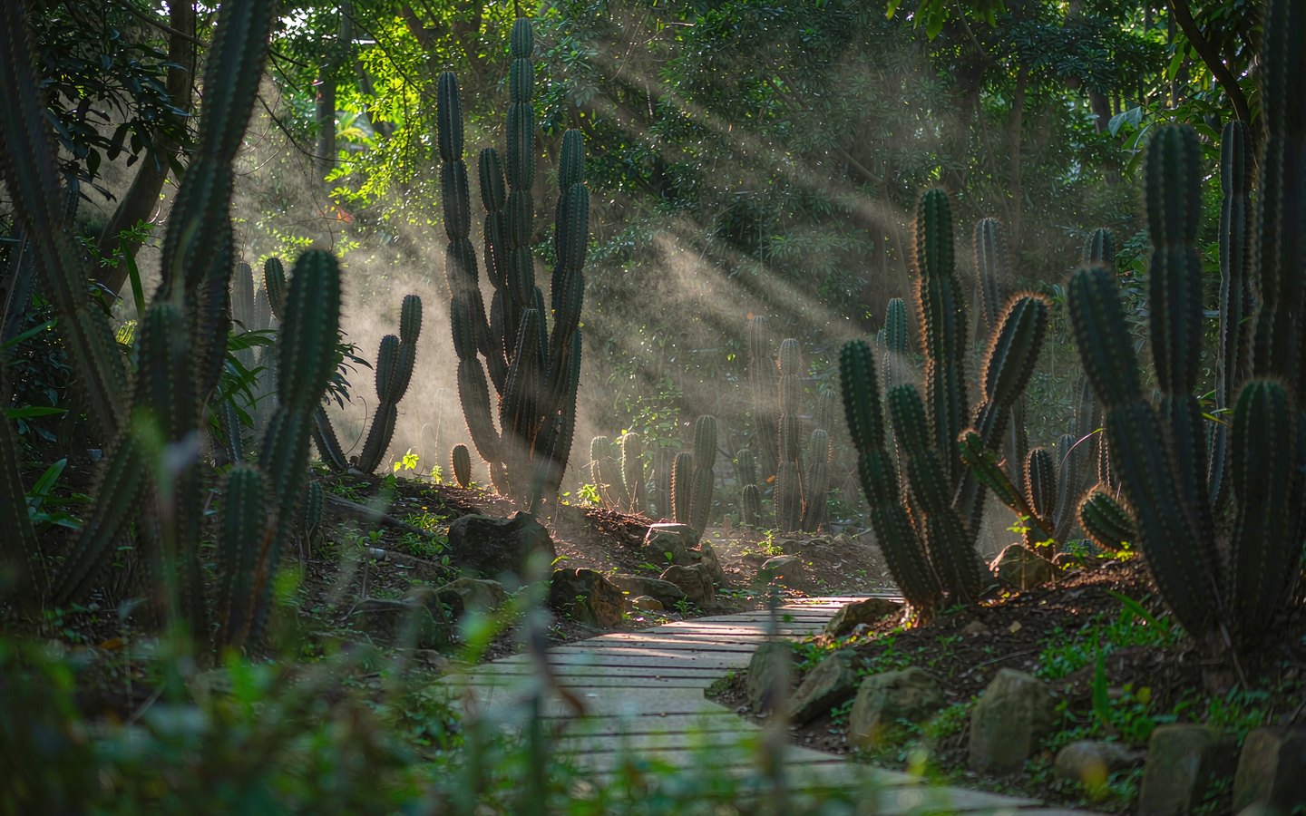 Sunbeams through mist over a rainforest path beside giant cacti