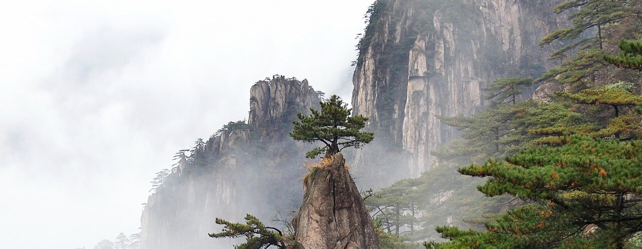 A lone pine clinging to a mist-wrapped Huangshan cliff