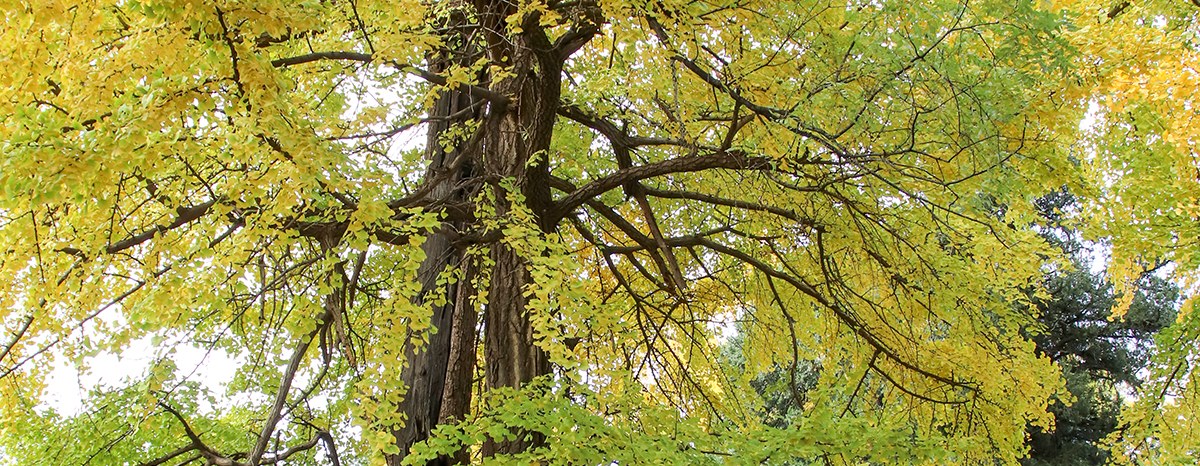 Visitors under the ancient ginkgo tree in the Shaolin Temple courtyard