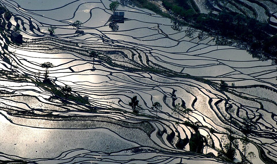 Flooded Yuanyang rice terraces reflecting the sunset, Yunnan